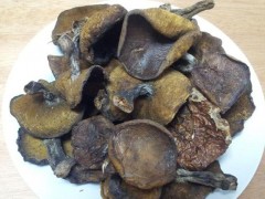 松蘑的功效与作用