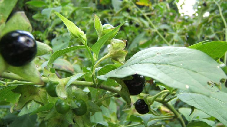 颠茄草 颠茄草