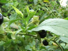 颠茄草的功效与作用