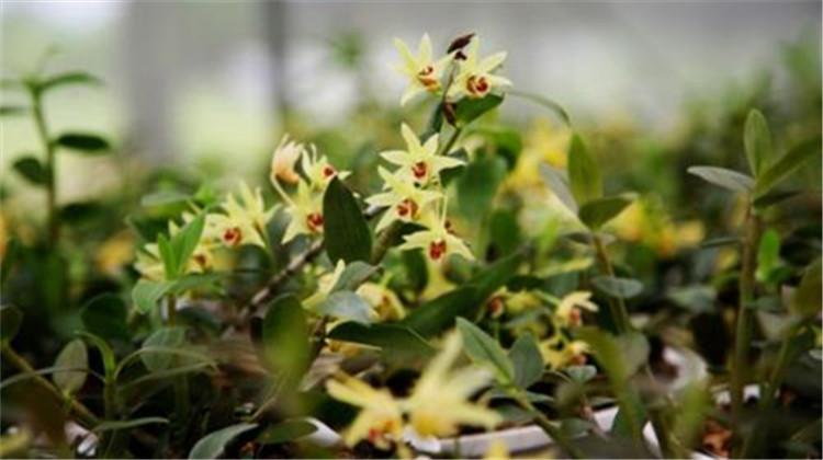 石斛花