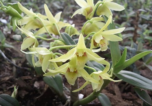 石斛花