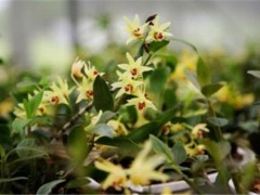 石斛花的功效与作用