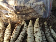 地参的功效与作用