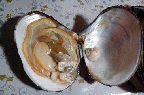 河蚌肉 河蚌肉