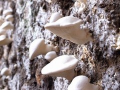 阿魏菇的功效与作用
