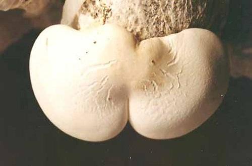 阿魏菇