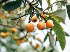 新鲜枇杷叶煮水有毒 喝了枇杷叶煮水的禁忌