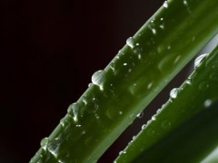 伤口愈合吃什么好得快 4种食物促进伤口愈合