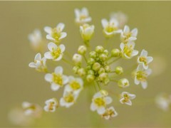 荠菜需要焯水吗 荠菜怎么吃最营养