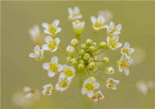 荠菜