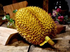 没熟的榴莲打开能吃吗 榴莲没熟打开后怎么办
