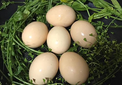 荠菜