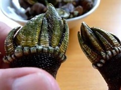 鹅颈藤壶怎么吃图解 鹅颈藤壶多少钱一斤