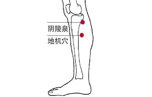 阴陵泉 阴陵泉