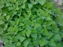 吃灰菜会中毒吗 灰菜有什么功效作用