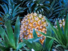 菠萝可以直接吃吗 菠萝直接吃了怎么办