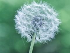 蒲公英治好了我的乙肝 一种草药是肝炎的克星