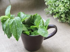 薄荷叶泡茶有什么功效 薄荷叶泡水的功效
