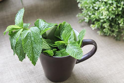 薄荷