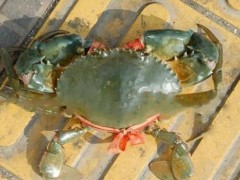 青蟹放冰箱死了能吃吗 青蟹可以冷冻保存吗