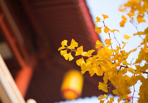 秋天