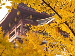 秋老虎代表什么意思