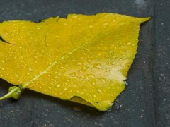 立秋一般在阳历几月份