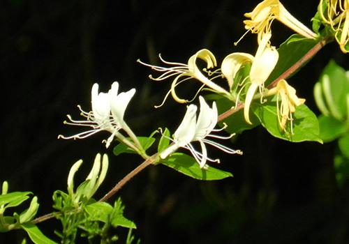 金银花