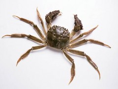 螃蟹死了为什么不能吃 刚死的螃蟹能吃吗