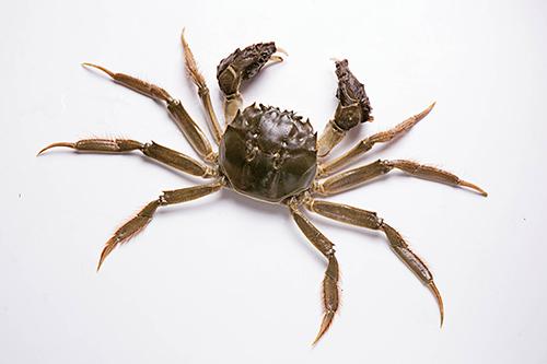 大闸蟹 大闸蟹