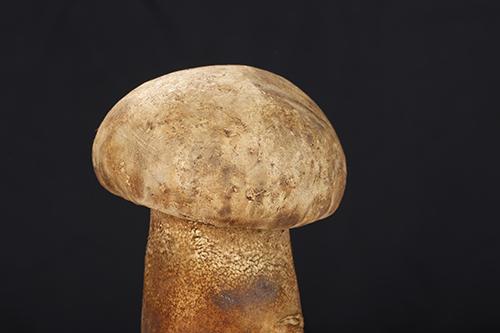 菌类