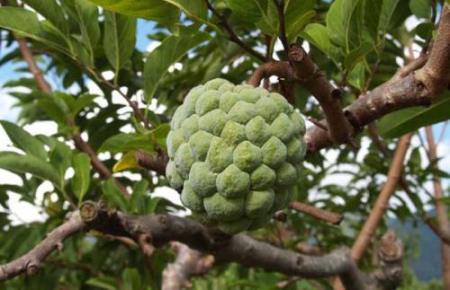 番荔枝