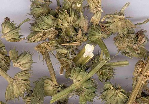 益母草