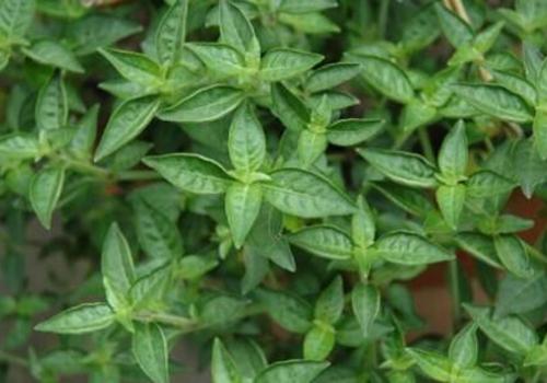 狗肝菜 狗肝菜