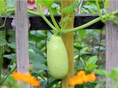 西葫芦的营养价值 西葫芦搭配什么炒菜