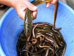 泥鳅怎么做好吃 泥鳅的做法大全