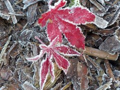 霜降是几月几日2019 霜降节气吃什么