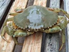 青蟹死后是否可以吃 青蟹没有水会死吗