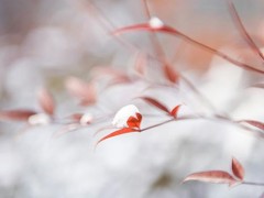立冬是什么意思 立冬天气怎么样