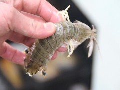 皮皮虾蒸多长时间 皮皮虾冷水蒸还是热水