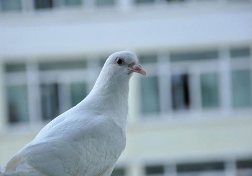 鸽子