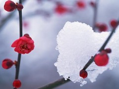 2019年数九是几月几号 今年三九几月几号开始