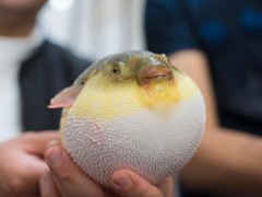 河豚哪个部位有毒 河豚最毒的部位是哪里