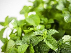 薄荷叶可以吃吗 新鲜薄荷叶怎么吃