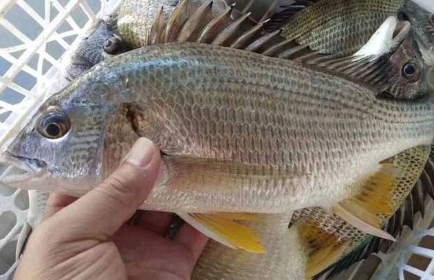 海鲫鱼的功效与作用 海鲫鱼的营养价值
