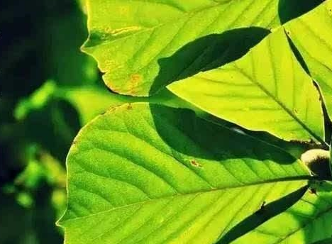 夏至是不是最热的一天 夏天最热的时候是什么时候