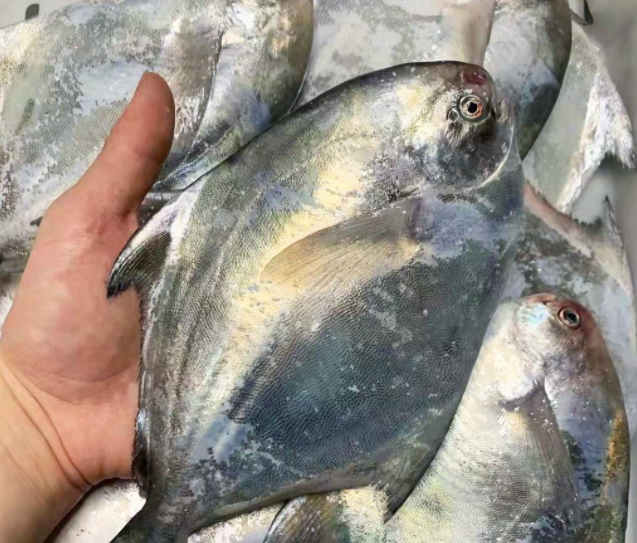 鲳鱼的功效与作用 鲳鱼的营养价值