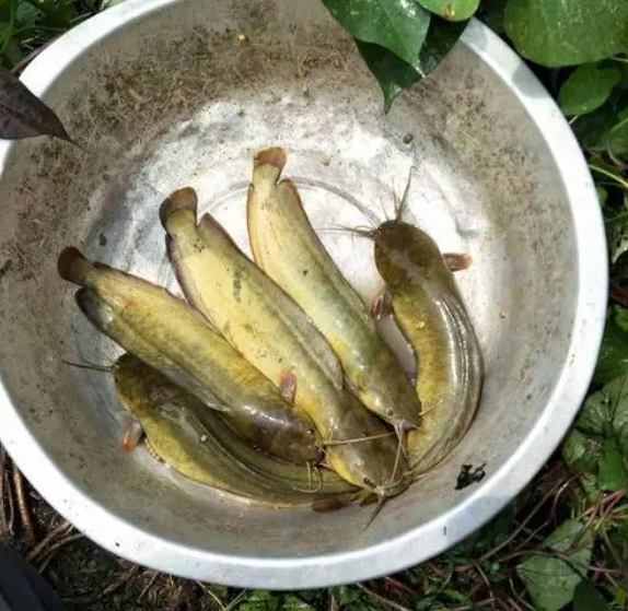 塘鲺的功效与作用 塘鲺的营养价值