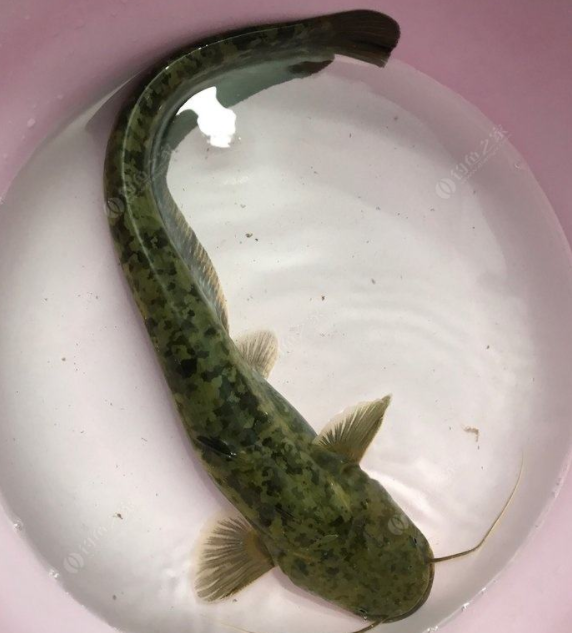 土虱鱼的功效与作用 土虱鱼的营养价值