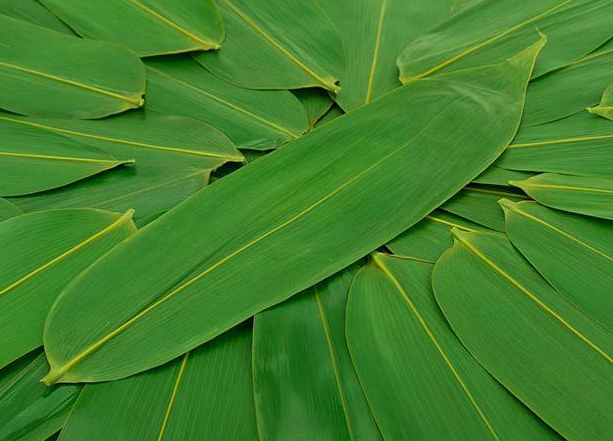 粽叶泡多久可以包粽子 新鲜的粽子叶要煮吗